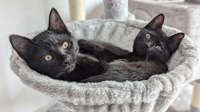 Heb jij Visje gezien? Dit huisdier wordt in Ede vermist