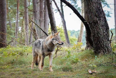 Dit jaar al 741 wolvenaan­val­len op vee, maar bijna nergens waren voldoende maatregelen genomen