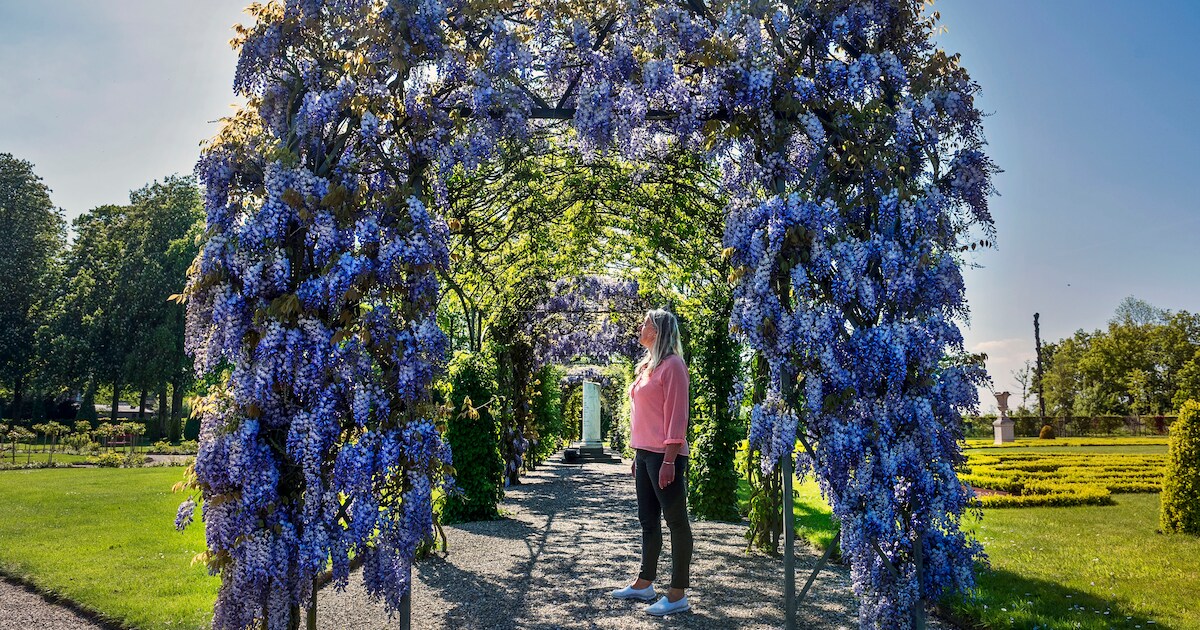 Genieten van de blauwe regen achter Kasteel De Haar? Het mag weer!