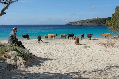 Filmhuis Veenendaal vertoont Italiaanse komedie over strijd om stuk strand