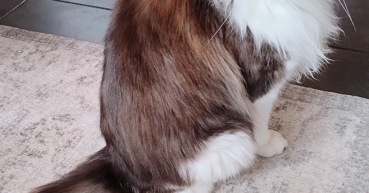 Heb jij Tyler gezien? Dit huisdier wordt in Renkum vermist