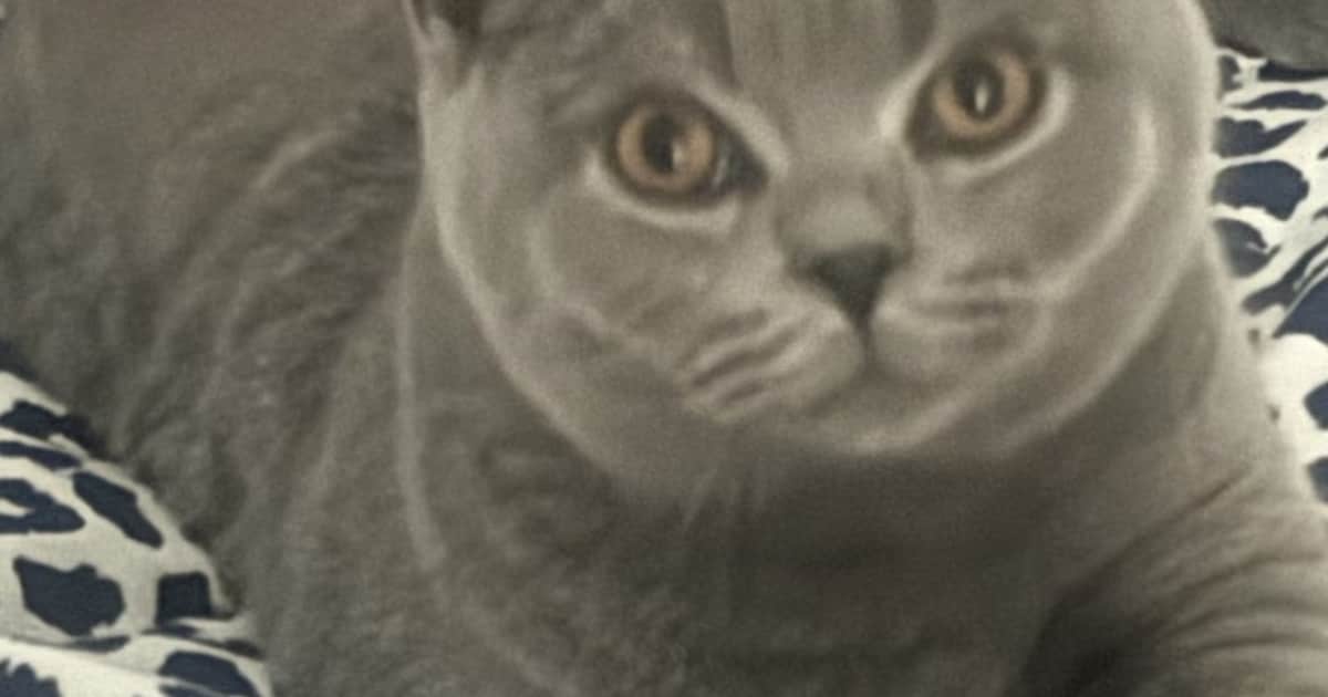 Heb jij Angela gezien? Dit huisdier wordt in Doetinchem vermist