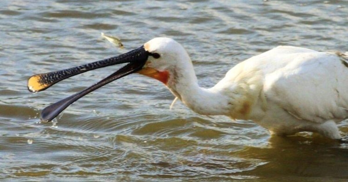 Lepelaartjes in de maak op nest in de Ooijpolder