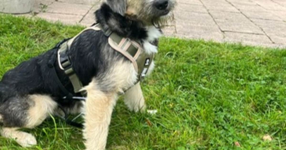 Heb jij Goofy gezien? Dit huisdier wordt in Berg en Dal vermist