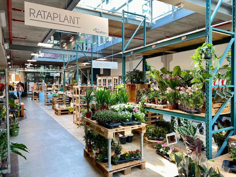 Kringloop Rataplan verkoopt nu ook planten voor een prikkie: 'Niet aan ...