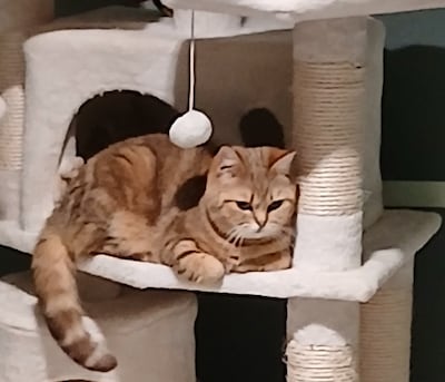 Heb jij Tijger gezien? Dit huisdier wordt in Wageningen vermist