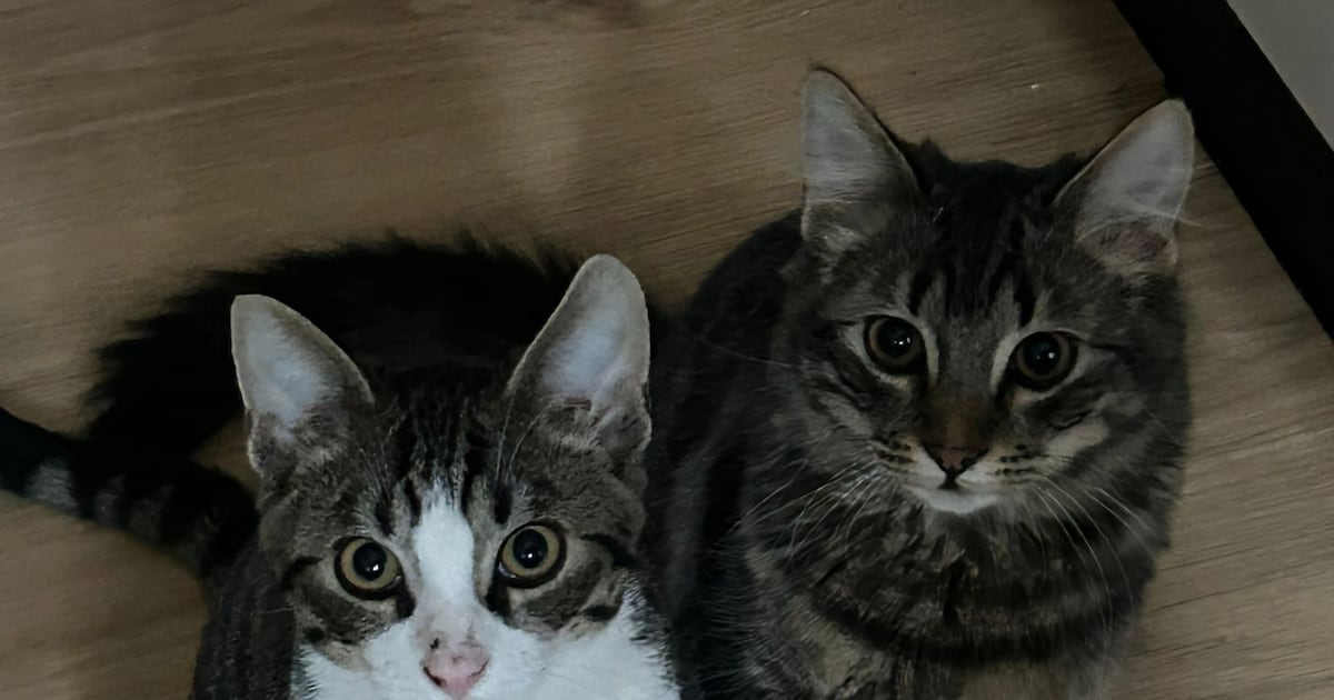 Heb jij Amigo gezien? Dit huisdier wordt in Druten vermist