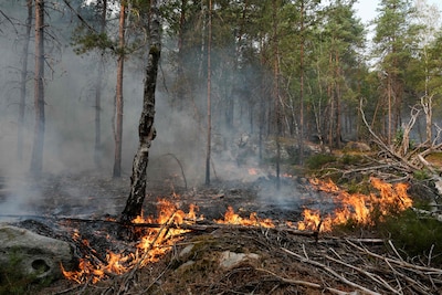 Vrijwillige brandweerman (18) bekent bosbranden Fontainebleau te hebben aangestoken met benzine