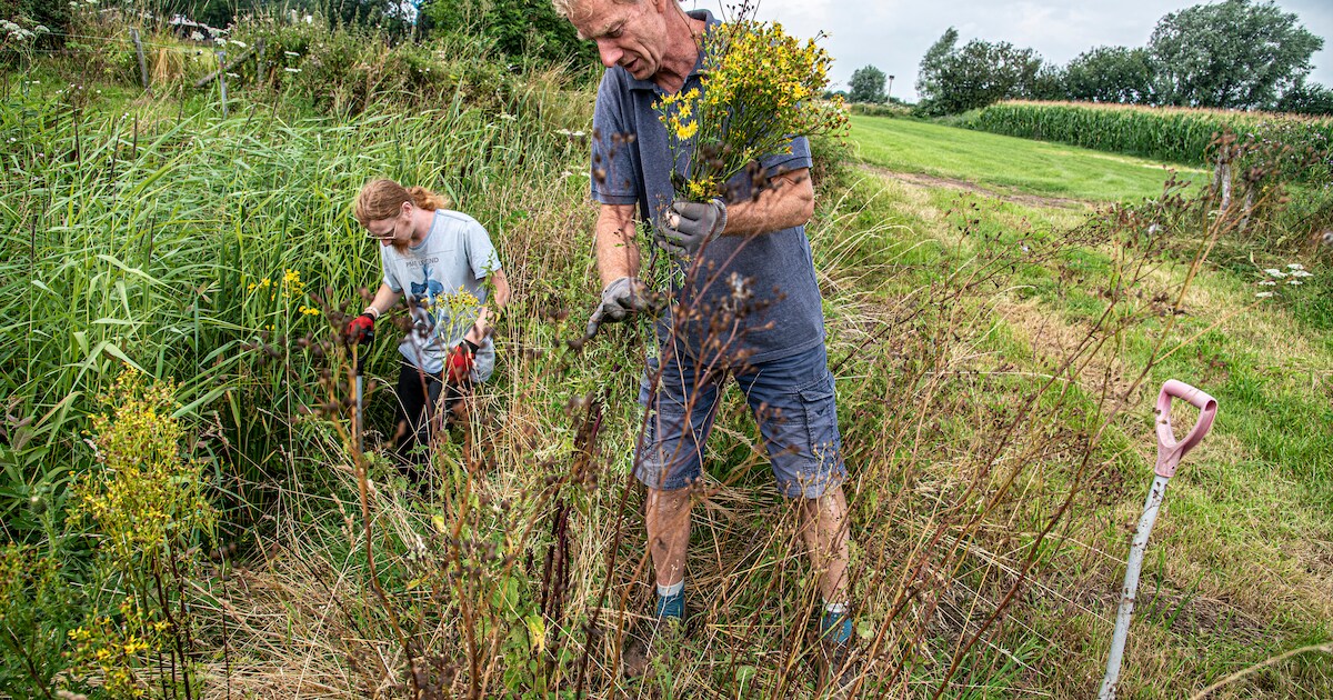 Kruistocht van 30 jaar tegen giftig jacobskruiskruid: ‘Buurman lachte me altijd uit als hij me bezig