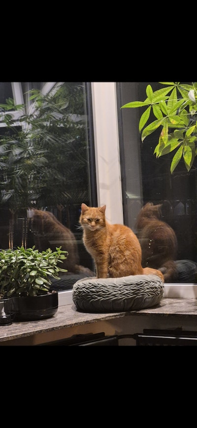 Heb jij Charly gezien? Dit huisdier wordt in Winterswijk vermist