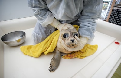 Einde dreigt voor iconische zeehondenopvang: ‘Destijds was het echt noodzakelijk, nu is dat anders’