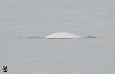 Witte dolfijn gespot langs Nederlandse kust, laatste keer was in 1966: ‘Alsof je een ijsbeer op het strand ziet lopen’