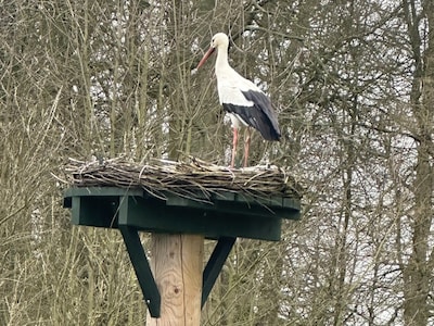 Krijgt het ‘omstreden’ ooievaarsnest in Wijk bij Duurstede dan toch nog bewoners?