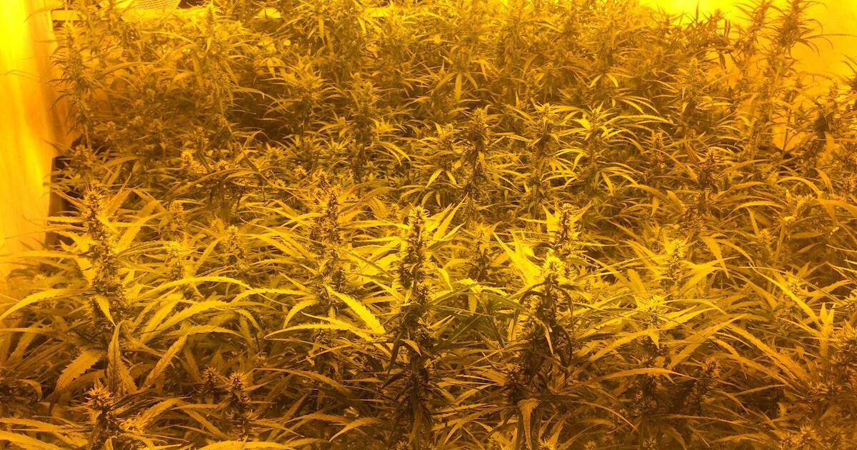 Wietkwekerij ontmanteld in Giesbeek