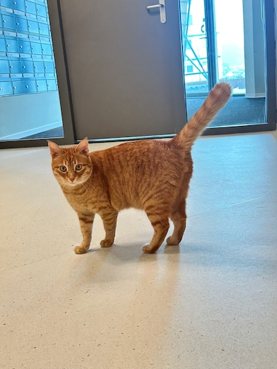 Heb jij Sky, Guapo of Truus gezien? Deze drie huisdieren worden in Buren vermist