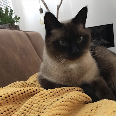 Heb jij Jack gezien? Dit huisdier wordt in Winterswijk vermist