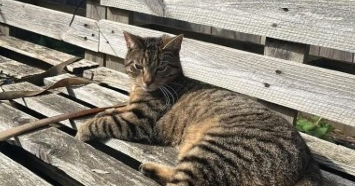 Heb jij Siep gezien? Dit huisdier wordt in Aalten vermist