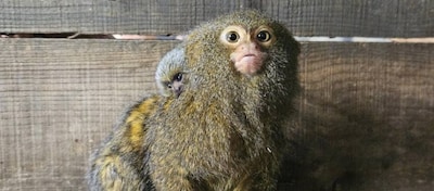 Verrassing in dierentuin: baby voor kleinste aap ter wereld, verzorgers dachten alleen mannetjes te hebben