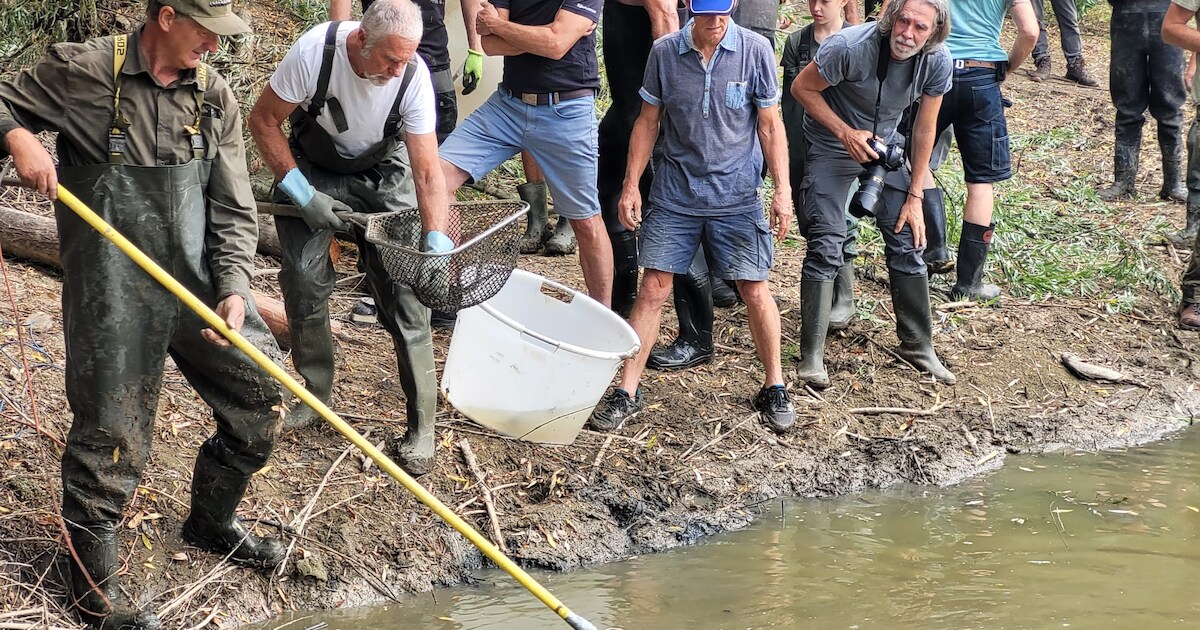 Tientallen snoeken, karpers en brasems gered uit droogvallende poel bij Rhederlaag