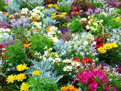 Plantenmarkt bij Kemnade Werkenrode in Groesbeek