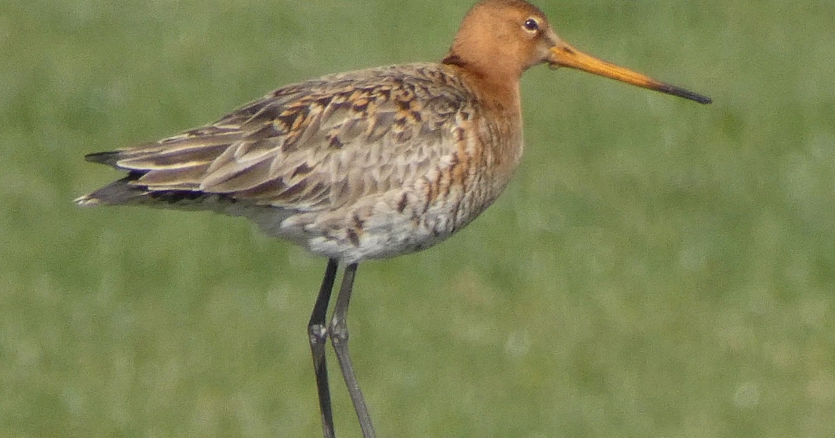 Wandeling zoekt grutto in Binnenveldse Hooilanden