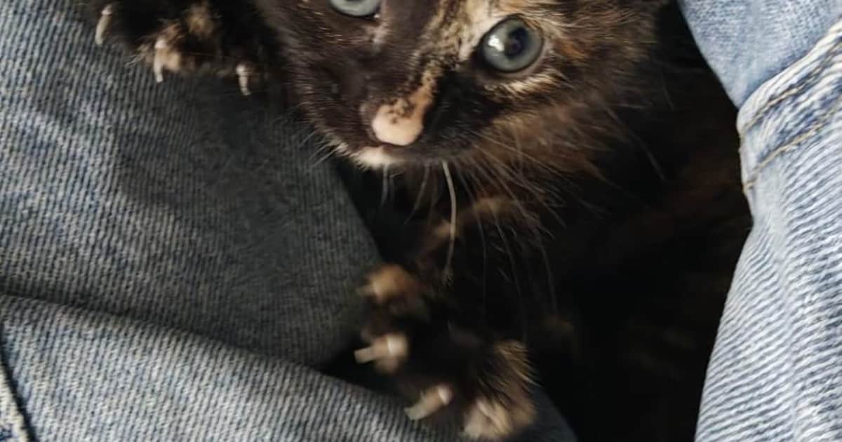 Heb jij Simba gezien? Dit huisdier wordt in Rhenen vermist