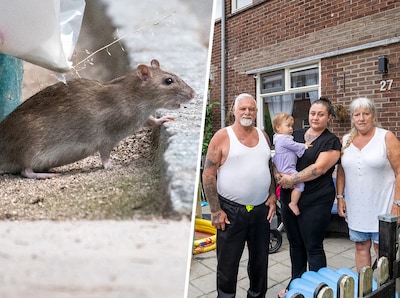 Keutels in box van dochtertje, geur van dode dieren en gekmakend geluid drijven gezin maandenlang uit huis