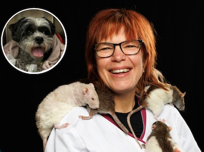 Dierenarts na mogelijke wolvenbeet bij hondje Pip op Veluwe: ‘Kans op beet door andere hond of zwijn doorgaans groter’