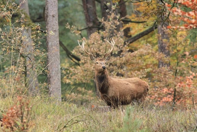 Faunadag op Kasteel Middachten belicht Veluws faunabeheer
