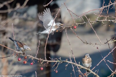 Wintervogels spotten in Meinerswijk met natuurgids van IVN RijnWaal