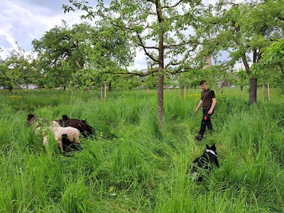 Buurtbewoners en schapen brengen monumentale, maar vervallen boomgaard in Cothen tot leven