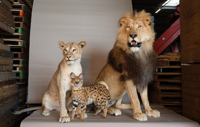 Olifantenslagtand en opgezette wolf in beslag genomen in Arnhem