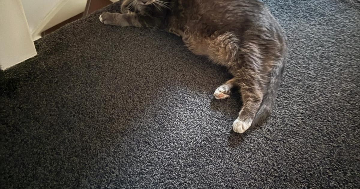 Heb jij Frits gezien? Dit huisdier wordt in Scherpenzeel vermist