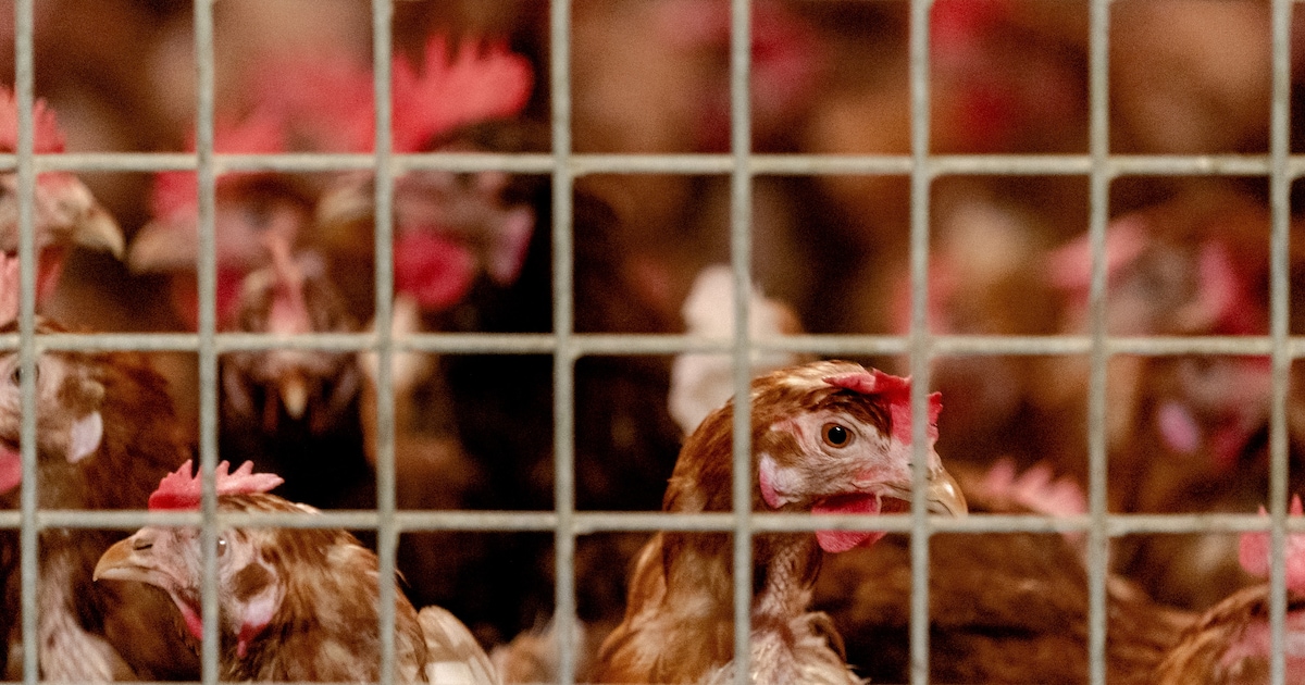 Nieuwe uitbraak vogelgriep in Barneveld: 28.000 hennen geruimd na besmetting