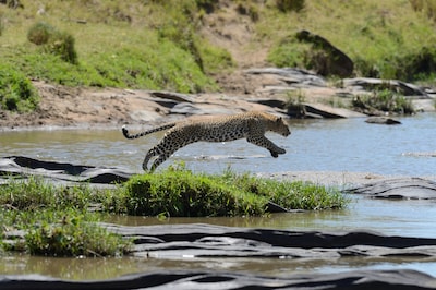 Zeldzame ‘cloud jaguar’ voor het eerst in 10 jaar gespot in Honduras