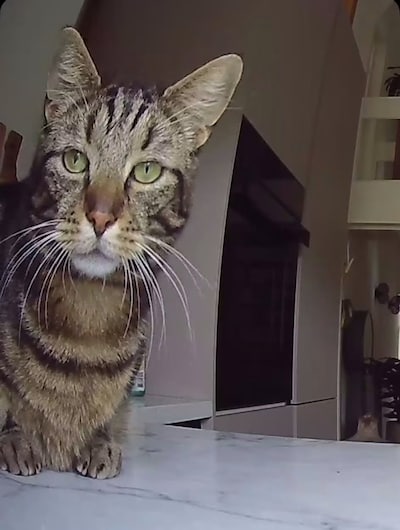 Heb jij Sarah, Simon of Gacek gezien? Deze 10 huisdieren worden in Buren vermist