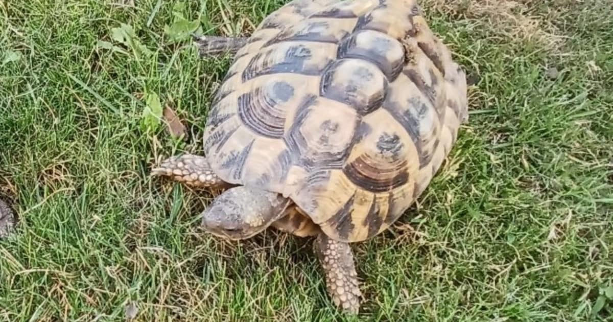 Heb jij Sjon gezien? Dit huisdier wordt in Culemborg vermist