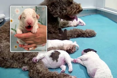 Livestream met slapende puppy’s is grote hit én lichtpuntje voor Finland tijdens zware winter
