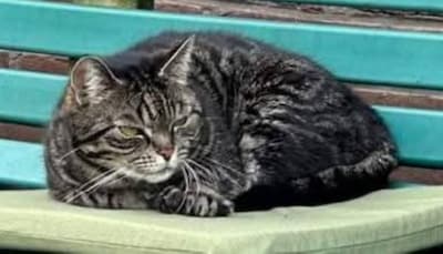 Heb jij Gizmo of Hera gezien? Deze twee huisdieren worden in Buren vermist