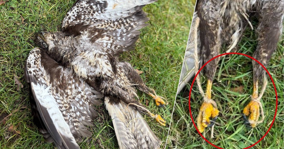 Simone krijgt bericht over een grote vogel in een boom, dan doet ze een lugubere ontdekking: ‘Het wa