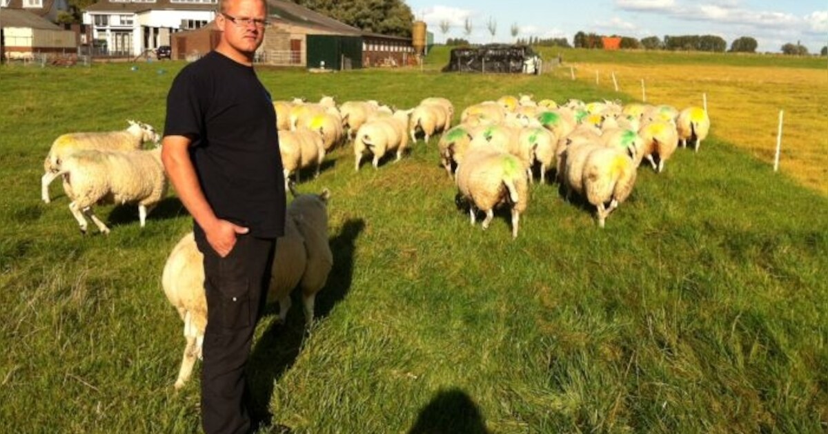 41 schapen gestolen in Ooijpolder