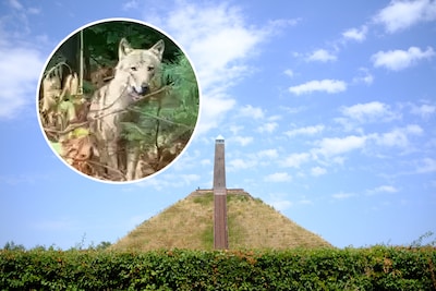 ‘Wolf sleurt spelend kind mee het bos in, omstanders slaan dier met stok’