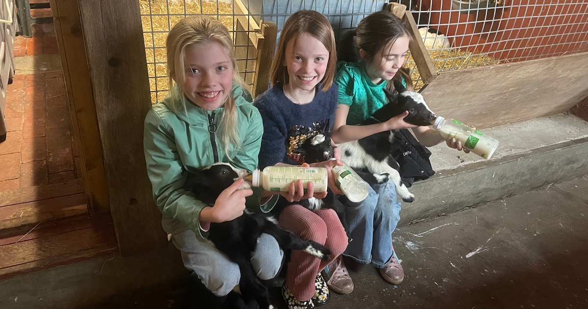 Lammetjesweekend bij geitenkaasmakerij De Brömmels