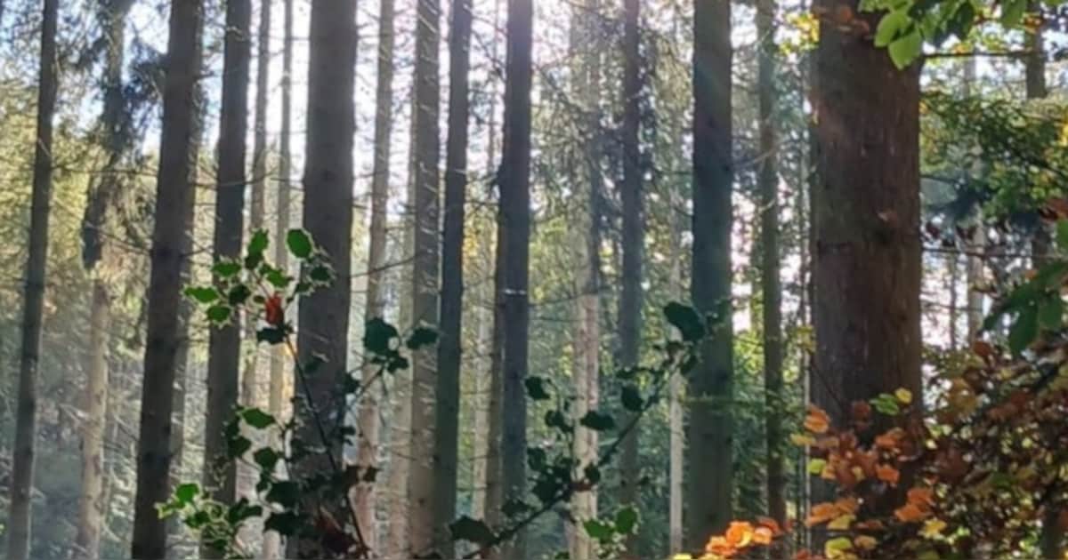 Kiste Trui Wandeltocht in Middelaar krijgt jubileumeditie
