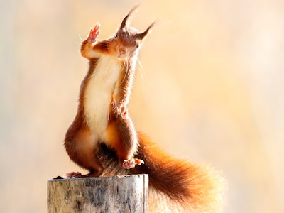 Stan uit Silvolde klikt 4000 keer voor de ultieme foto van een eekhoorn: ‘Mijn gezin verklaarde me v