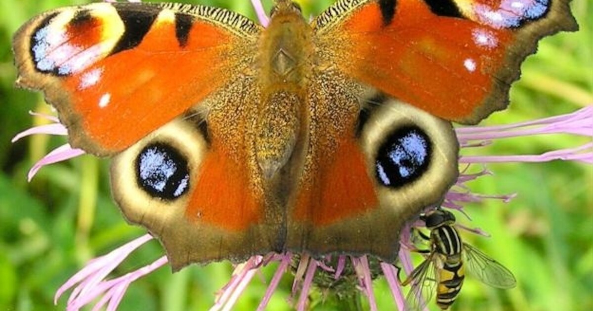 Op zoek naar kunst via het Lint van Ooij