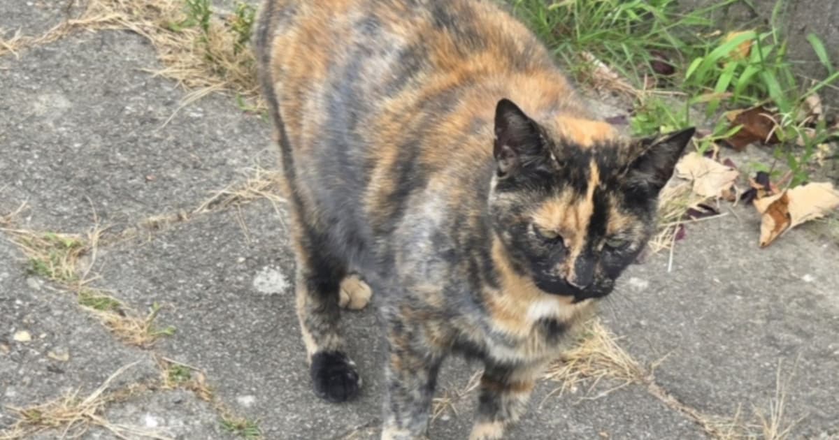 Heb jij Hera gezien? Dit huisdier wordt in Rhenen vermist