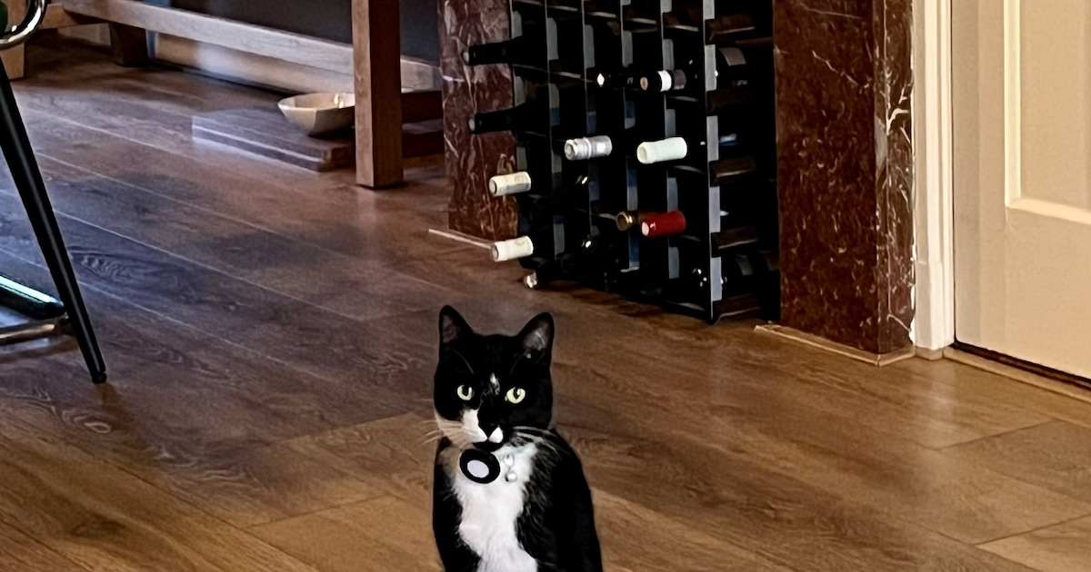 Heb jij Luigi, Pita of Brutus gezien? Deze negen huisdieren worden in Utrecht vermist