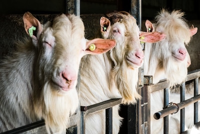 Onderzoek: omwonenden geitenstal krijgen vaker longontsteking