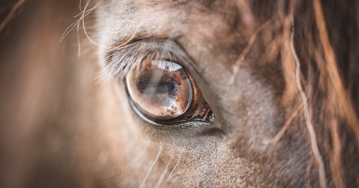 Kinderpony blijkt nachtmerrie: familie eist geld terug na aanval